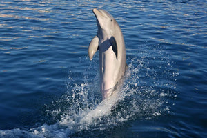 Algarve Dolphins & Caves - Very Into Partying